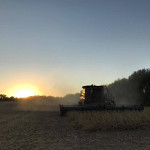 2017 soybean harvest