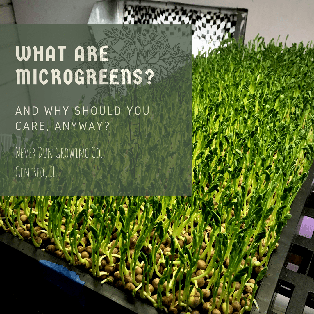 what are microgreens and why should you care