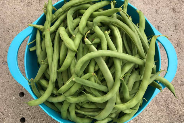 green beans